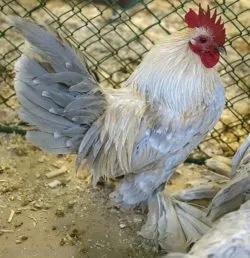 Мохноногі бентамки (booted bantam) - сторінка в каталозі