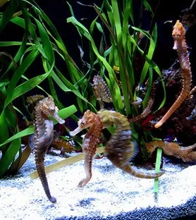 морські коники