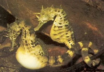 морські коники