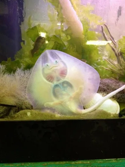 Морський котик