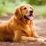 Чи можна вигулювати собаку без намордника (собаку) Чи можна вигулювати собаку без намордника