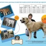 Чи можна вигулювати собаку без намордника (намордника) Чи можна вигулювати собаку без намордника