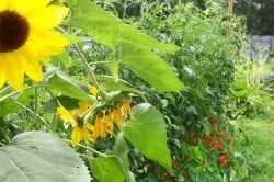 Чи можна садити огірки після помідор (огірки) Чи можна садити огірки після помідор