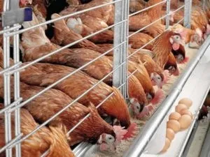 Чи можна їсти голубів - міські, дикі і домашні голуби (домашні) Чи можна їсти голубів - міські, дикі і домашні голуби