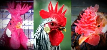 М'ясні та м'ясо-яєчні породи курей (брама) М'ясні та м'ясо-яєчні породи курей