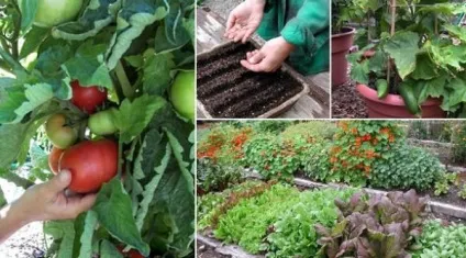 Чи можна садити огірки після помідор (огірки) Чи можна садити огірки після помідор