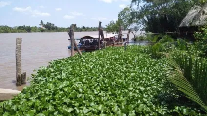 Каламутні води Меконгу, блог про самостійні подорожі (човнах вузькому рукаву) Каламутні води Меконгу, блог про самостійні подорожі