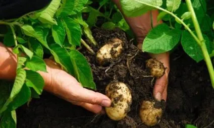 Чи можна садити огірки після помідор (помідор) Чи можна садити огірки після помідор