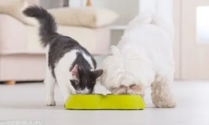 Чи можна годувати собаку котячим кормом наслідки (кормом) Чи можна годувати собаку котячим кормом наслідки