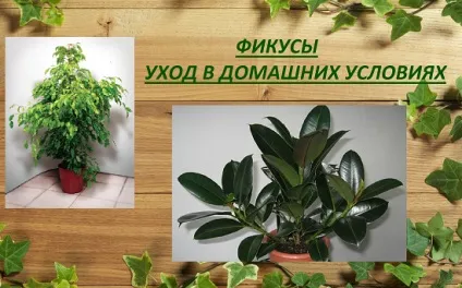 Чи можна тримати вдома фікус, здоров'я та краса (фікус) Чи можна тримати вдома фікус, здоров'я та краса