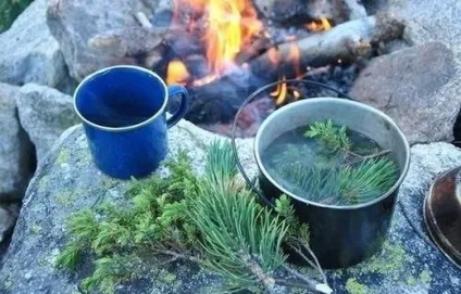 Ялівець - лікувальні властивості і протипоказання, фото і опис, ягоди ялівцю - (ялівець) Ялівець - лікувальні властивості і протипоказання, фото і опис, ягоди ялівцю -