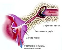 Наше вухо - найтонший акустичний прилад (планети) Наше вухо - найтонший акустичний прилад