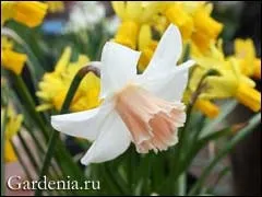 Нарциси історія і класифікація