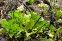 Народні засоби від міоми і ендометріозу (міоми) Народні засоби від міоми і ендометріозу