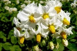 Народні засоби від міоми і ендометріозу (міоми) Народні засоби від міоми і ендометріозу