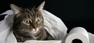 Наповнювачі для котячих туалетів (деревне, грудкує, сілікагелевой, кукурудзяний), огляди, (наповнювачі) Наповнювачі для котячих туалетів (деревне, грудкує, сілікагелевой, кукурудзяний), огляди,