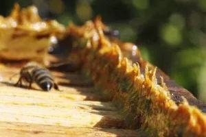 Народні методи лікування аденоми простати прополісом, муміє, чистотілом, бджолиним підмором, (лікування сольовим розчином) Народні методи лікування аденоми простати прополісом, муміє, чистотілом, бджолиним підмором,