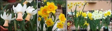 Нарциси історія і класифікація