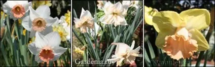 Нарциси історія і класифікація