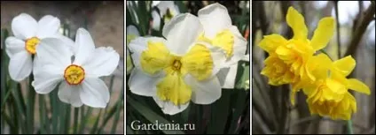 Нарциси історія і класифікація