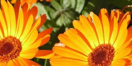 Народні засоби при клімаксі від припливів лікування (припливів) Народні засоби при клімаксі від припливів лікування
