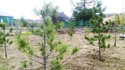 Нам пишуть - плодовий сад