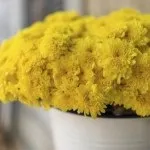 Деякі вважають, що після того, як хризантема в горщику відцвіла, її залишається тільки викинути (після) Деякі вважають, що після того, як хризантема в горщику відцвіла, її залишається тільки викинути