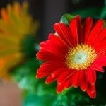 Деякі вважають, що після того, як хризантема в горщику відцвіла, її залишається тільки викинути (після) Деякі вважають, що після того, як хризантема в горщику відцвіла, її залишається тільки викинути