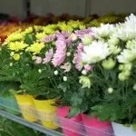 Деякі вважають, що після того, як хризантема в горщику відцвіла, її залишається тільки викинути (деякі) Деякі вважають, що після того, як хризантема в горщику відцвіла, її залишається тільки викинути