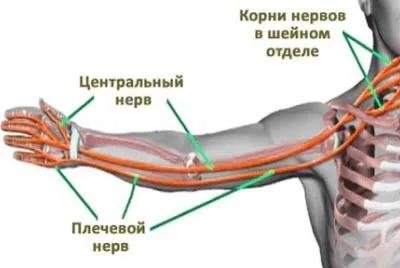 Німіє права рука чому і що робити (німіє) Німіє права рука чому і що робити
