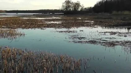 Нерест риби важливість цього процесу для іхтіофауни (риби) Нерест риби важливість цього процесу для іхтіофауни