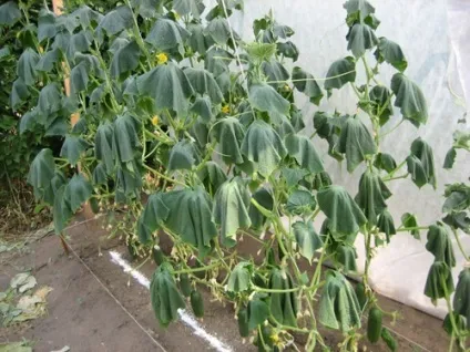 Норми поливу овочів та інших городніх і садових культур і тепличних рослин