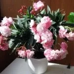 Олеандр догляд в домашніх умовах (полив, пересадка, розмноження, хвороби і шкідники) (догляд) Олеандр догляд в домашніх умовах (полив, пересадка, розмноження, хвороби і шкідники)