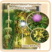 Очищення організму лікувальними травами (очищення печінки лікарськими травами) Очищення організму лікувальними травами