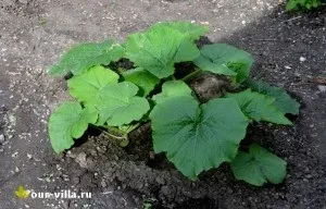Город для початківців дачників