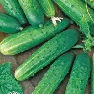 Огірки для уралу опису кращих сортів (огірок сорт Алтай) Огірки для уралу опису кращих сортів