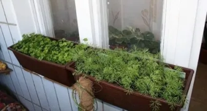 Город на підвіконні своїми руками що посадити і як красиво оформити міні-грядки (город на підвіконні своїми руками) Город на підвіконні своїми руками що посадити і як красиво оформити міні-грядки