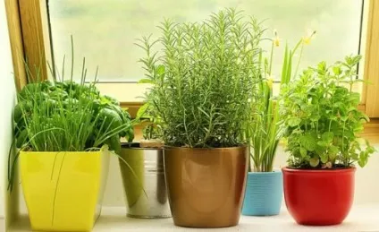 Город на підвіконні своїми руками що посадити і як красиво оформити міні-грядки (як зробити город на підвіконні) Город на підвіконні своїми руками що посадити і як красиво оформити міні-грядки