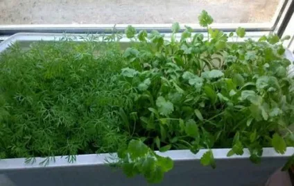 Город на підвіконні своїми руками що посадити і як красиво оформити міні-грядки (город на підвіконні своїми руками) Город на підвіконні своїми руками що посадити і як красиво оформити міні-грядки