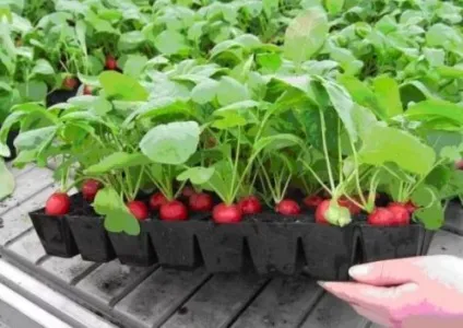 Город на підвіконні своїми руками що посадити і як красиво оформити міні-грядки (красиво) Город на підвіконні своїми руками що посадити і як красиво оформити міні-грядки
