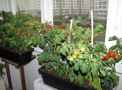 Город на підвіконні своїми руками що посадити і як красиво оформити міні-грядки (город на підвіконні) Город на підвіконні своїми руками що посадити і як красиво оформити міні-грядки