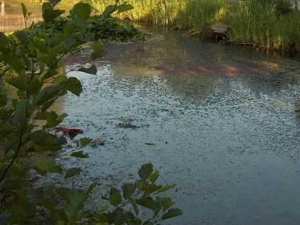 Очищення ставка від заростей, водоростей і мулу