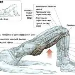 Опис західно сибірської рівнини - західна сибір, мої будні (рівнини) Опис західно сибірської рівнини - західна сибір, мої будні