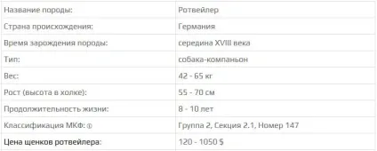 Опис породи ротвейлер фото і відео (перший клуб любителів) Опис породи ротвейлер фото і відео