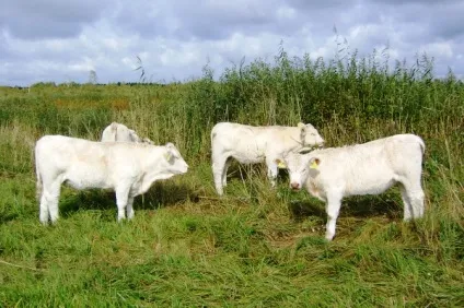 Особливості породи корів шароле і її продуктивності (шароле) Особливості породи корів шароле і її продуктивності