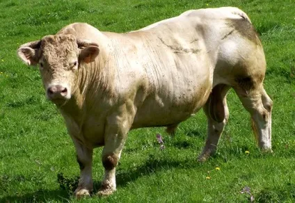 Особливості породи корів шароле і її продуктивності (породи) Особливості породи корів шароле і її продуктивності