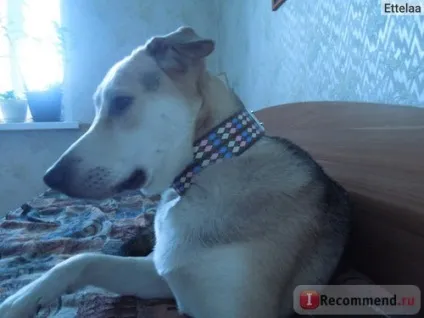 Нашийник strongdog - «практичний і симпатичний аксесуар для вашого улюбленця (практичний) Нашийник strongdog - «практичний і симпатичний аксесуар для вашого улюбленця
