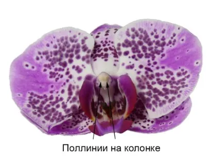 Запилення орхідей в домашніх умовах (орхідей) Запилення орхідей в домашніх умовах
