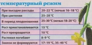 Правильна посадка огірків у відкритий грунт або теплицю