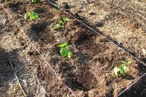 Правильна посадка огірків у відкритий грунт або теплицю